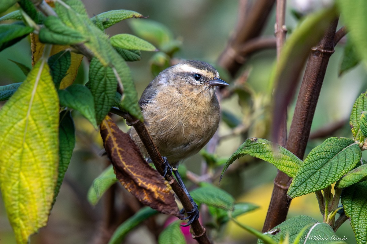 Cinereous Conebill - ML642924416