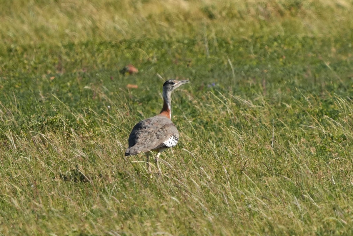 Denham's Bustard (Stanley's) - ML642924436