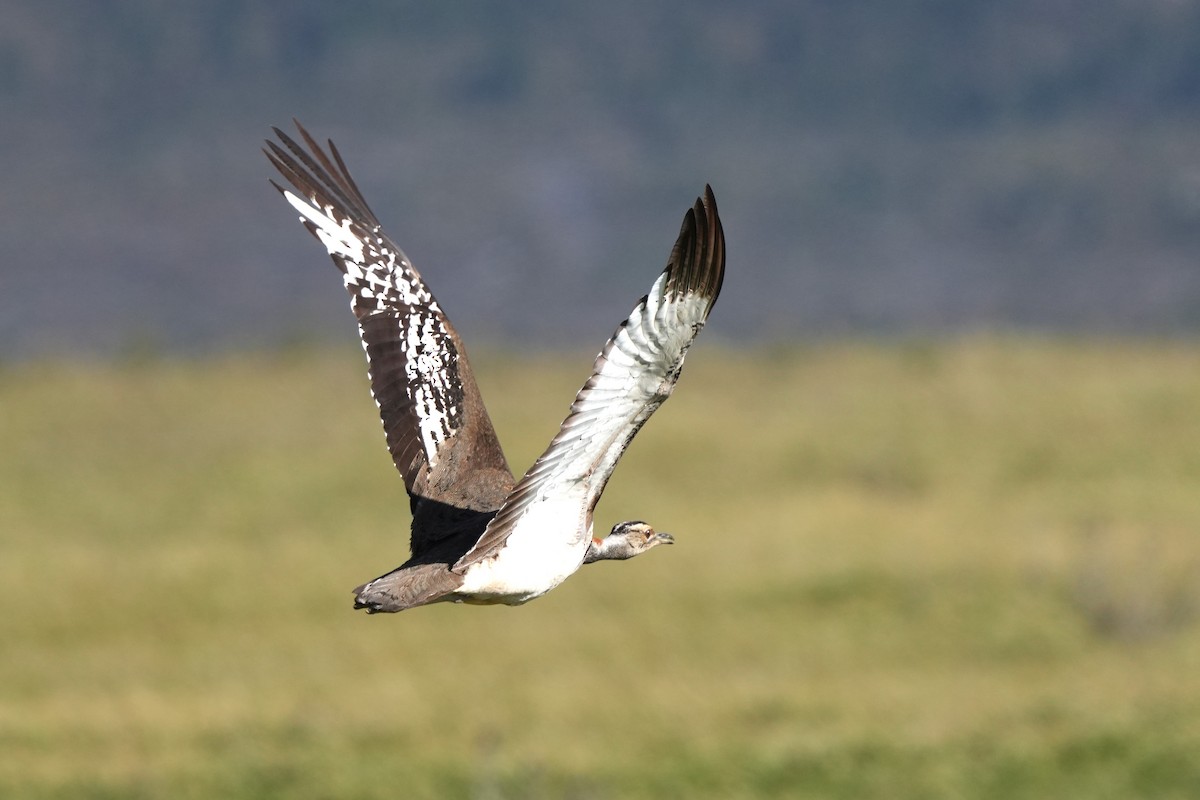 Denham's Bustard (Stanley's) - ML642924437