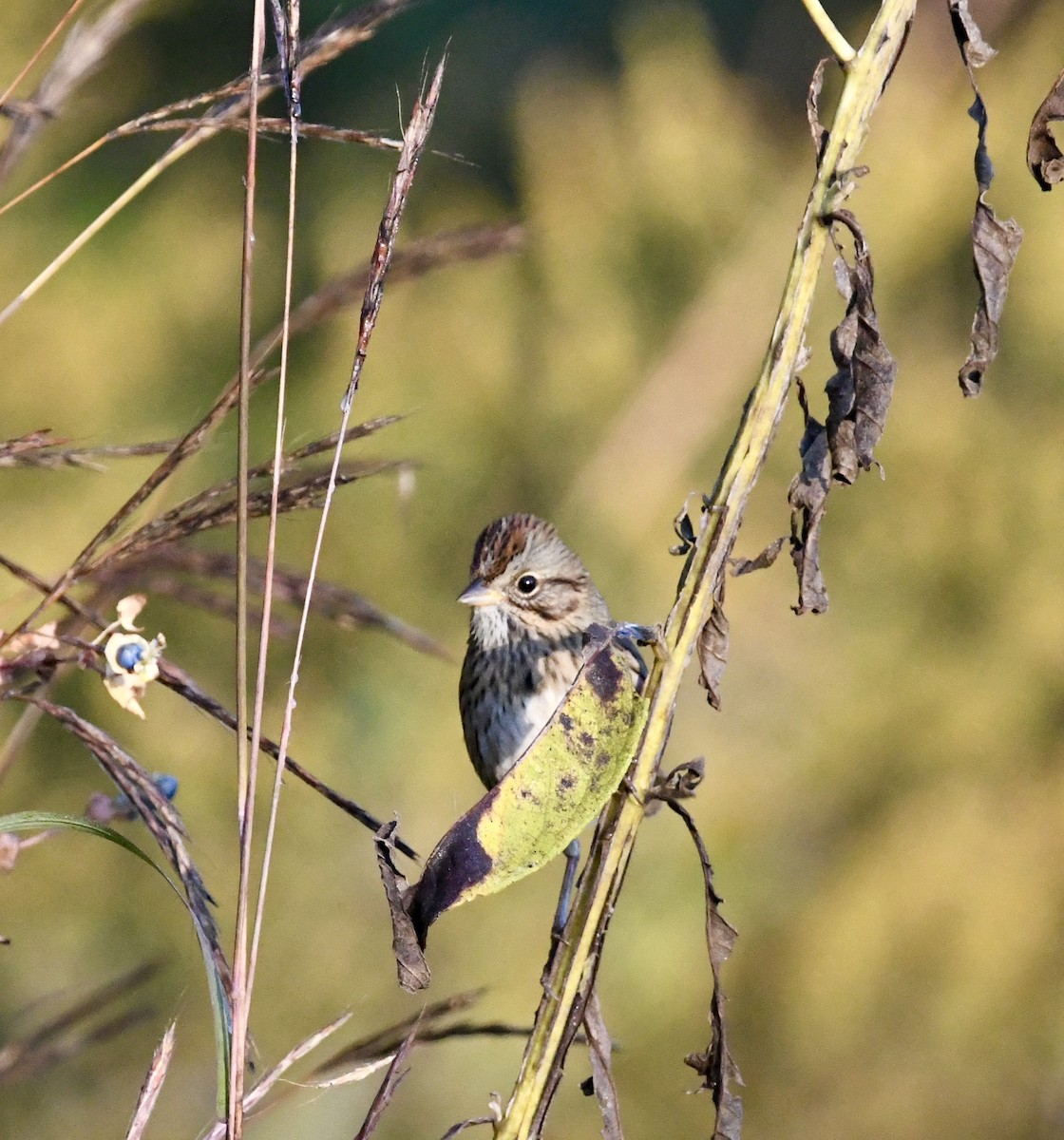 Lincoln's Sparrow - ML642924440
