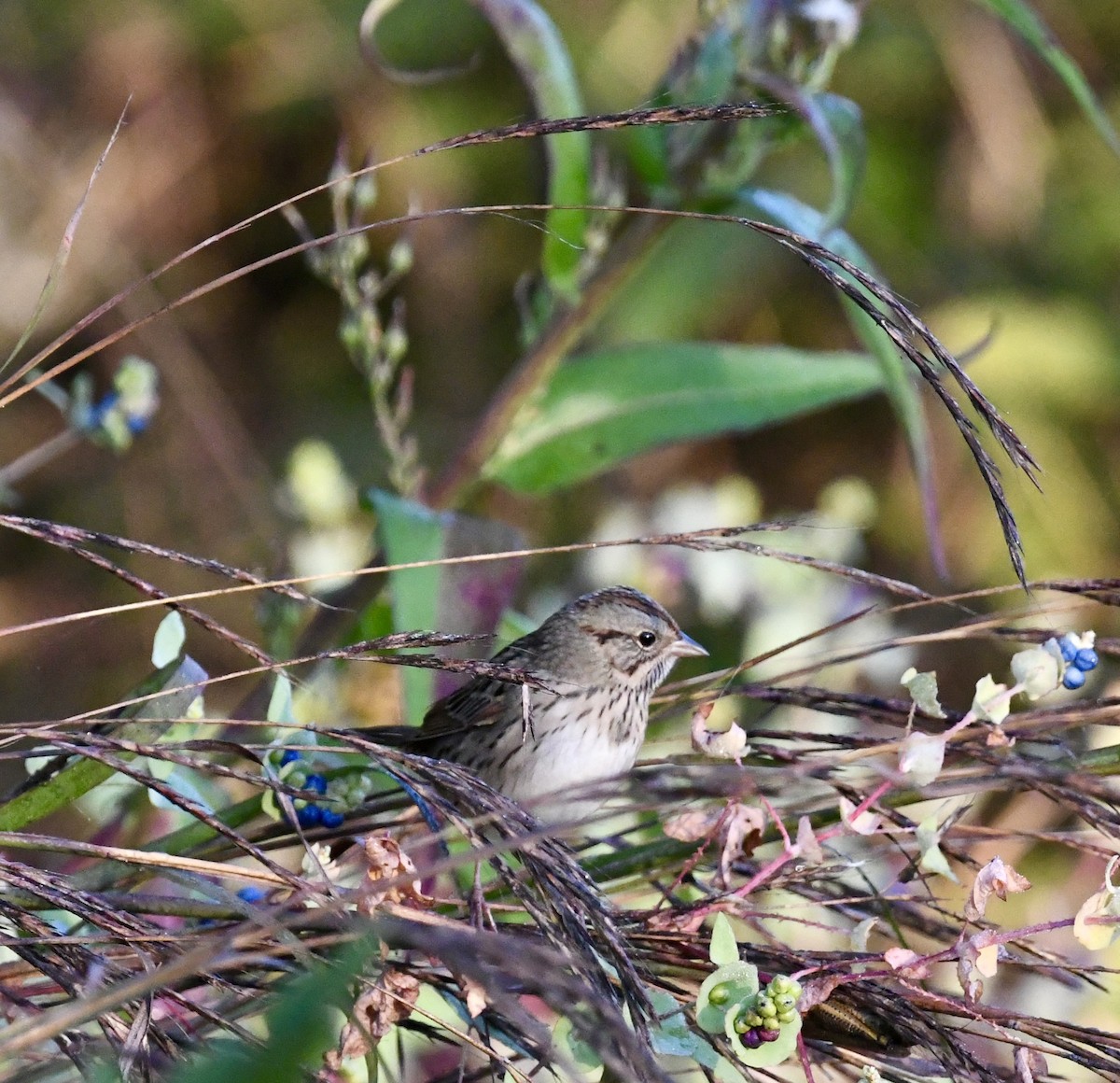 Lincoln's Sparrow - ML642924441