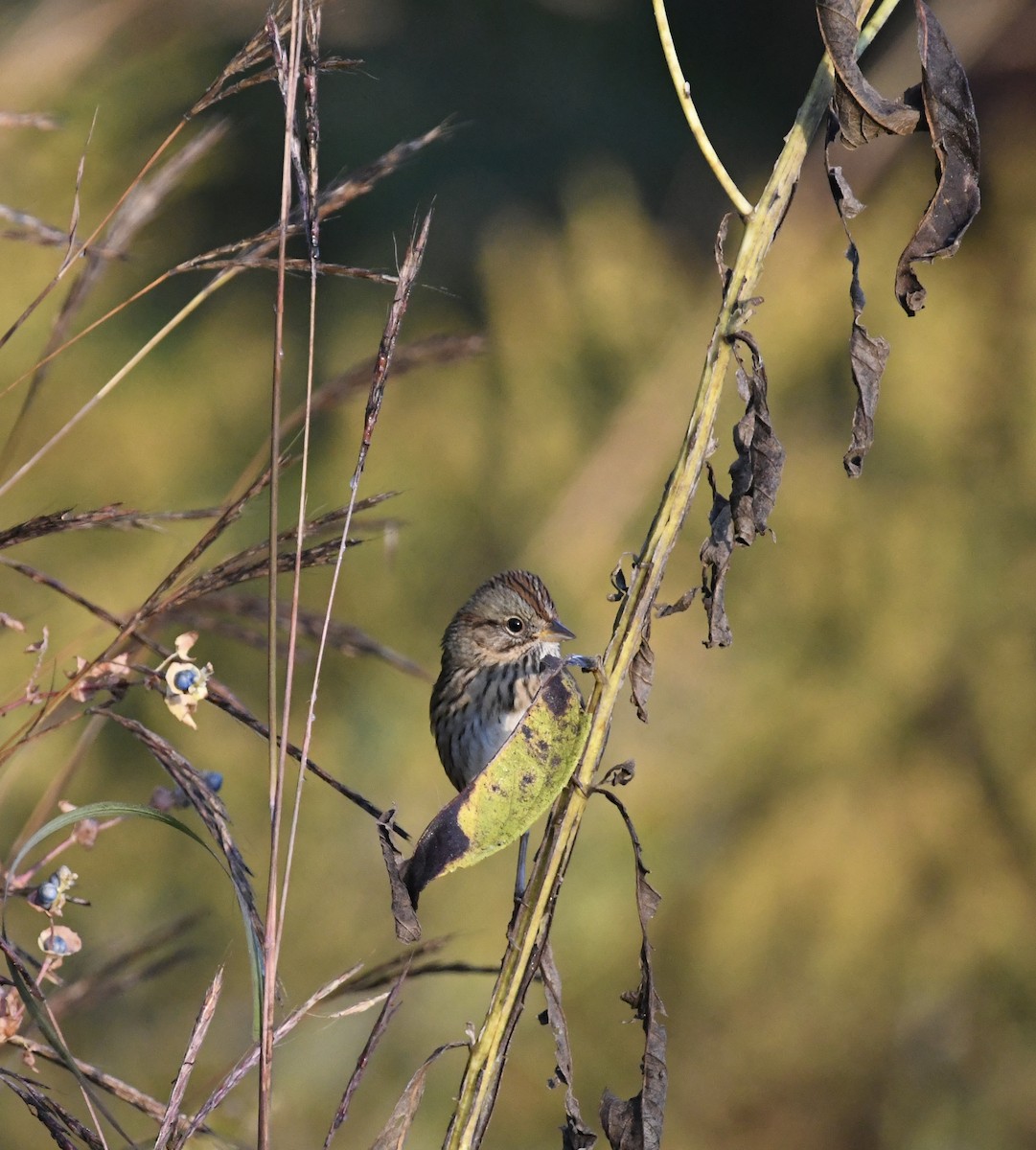 Lincoln's Sparrow - ML642924442