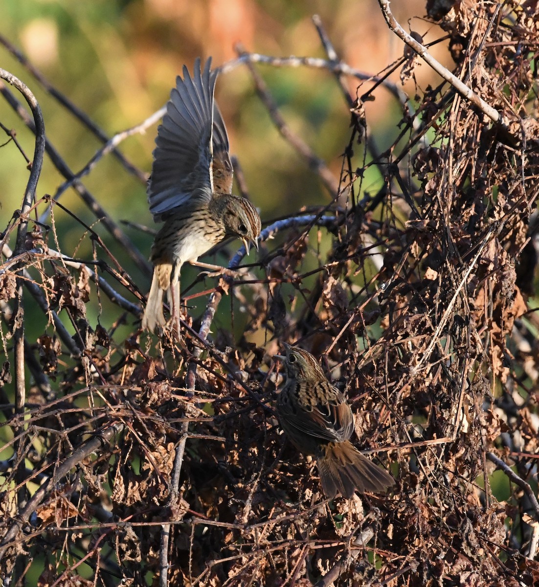 Lincoln's Sparrow - ML642924443