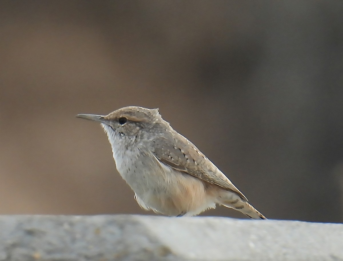 Rock Wren - ML642924446