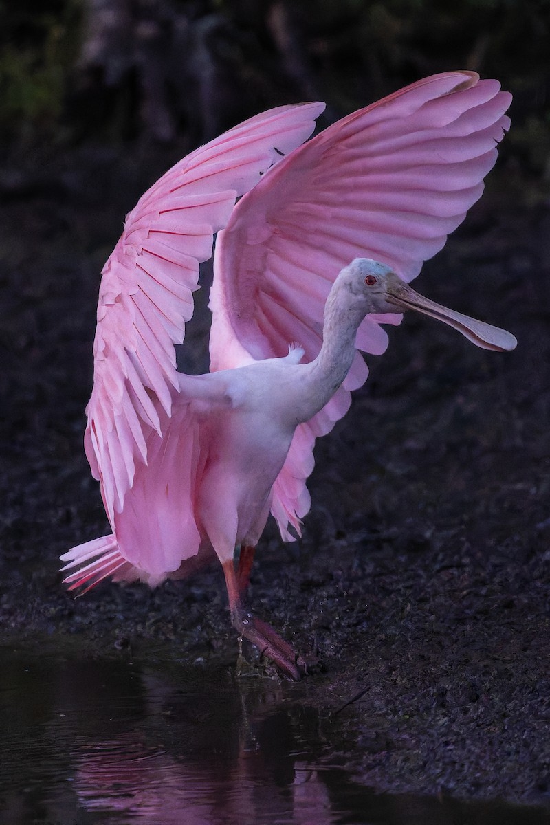 Roseate Spoonbill - ML642924467