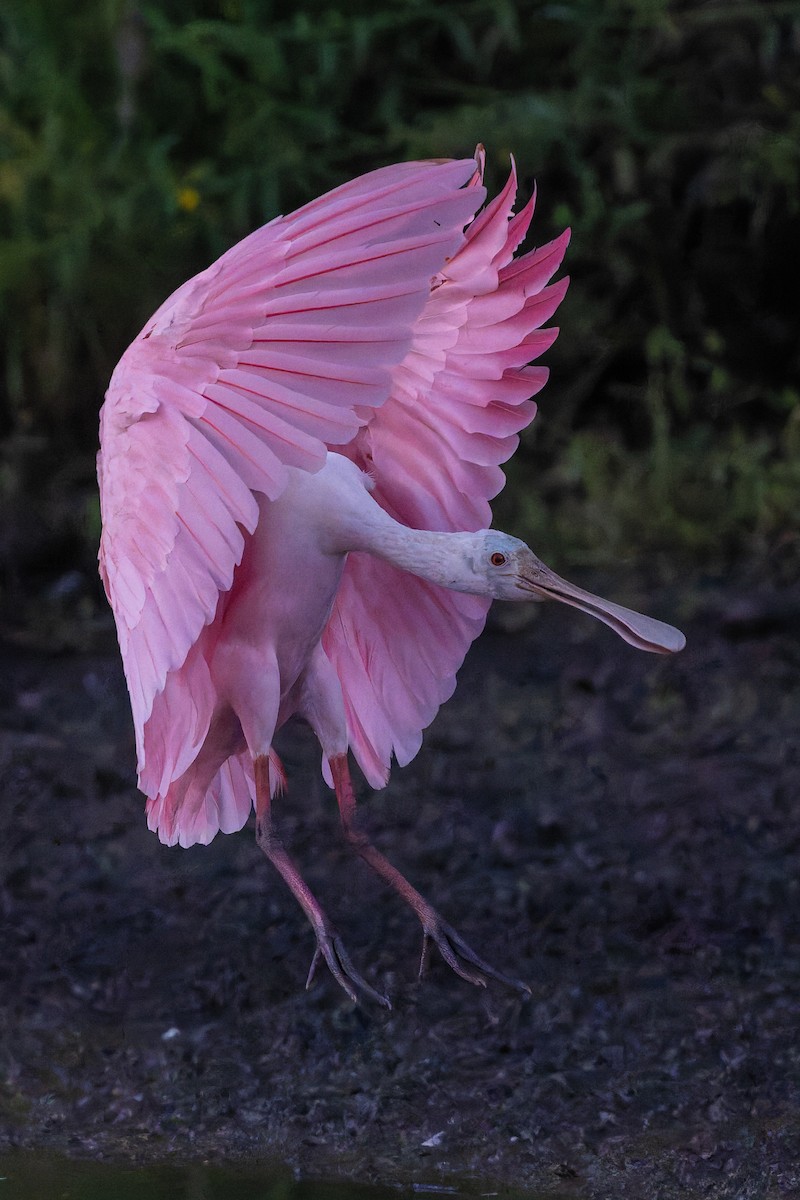 Roseate Spoonbill - ML642924468