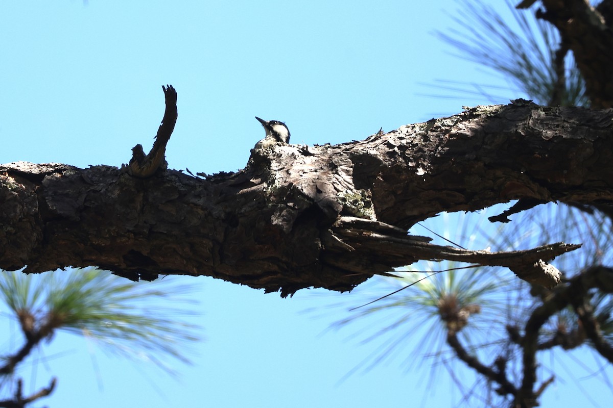 Red-cockaded Woodpecker - ML642924473