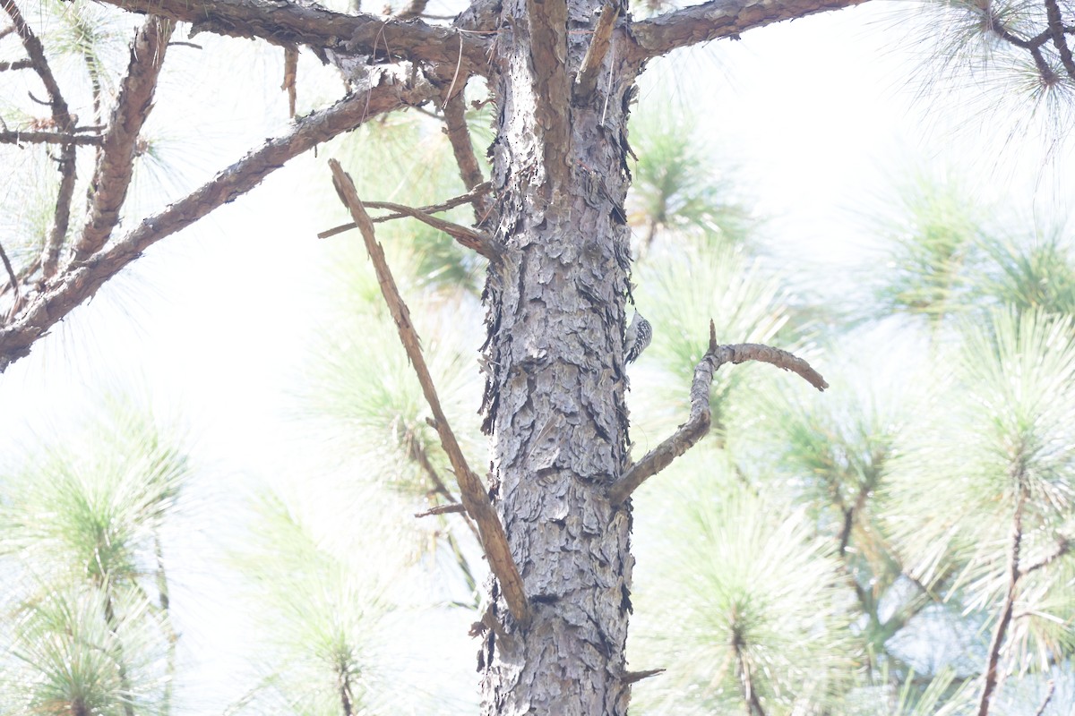 Red-cockaded Woodpecker - ML642924474