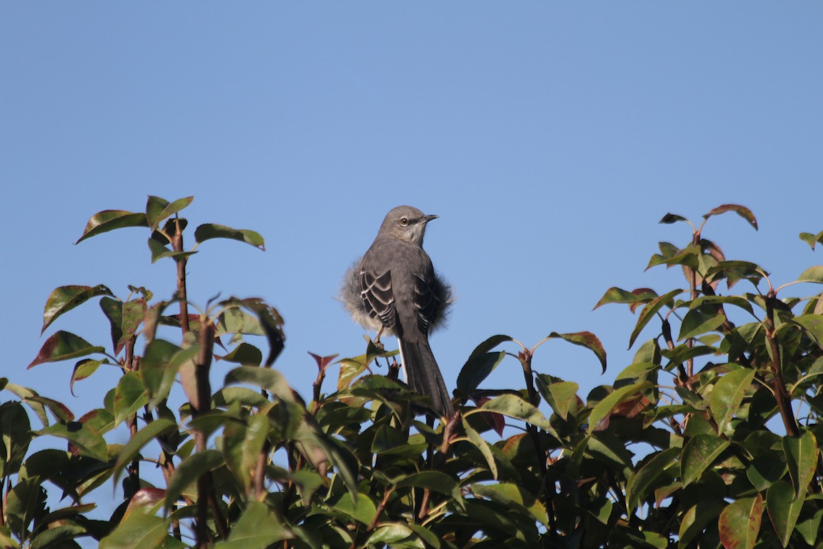 sangspottefugl - ML642924481