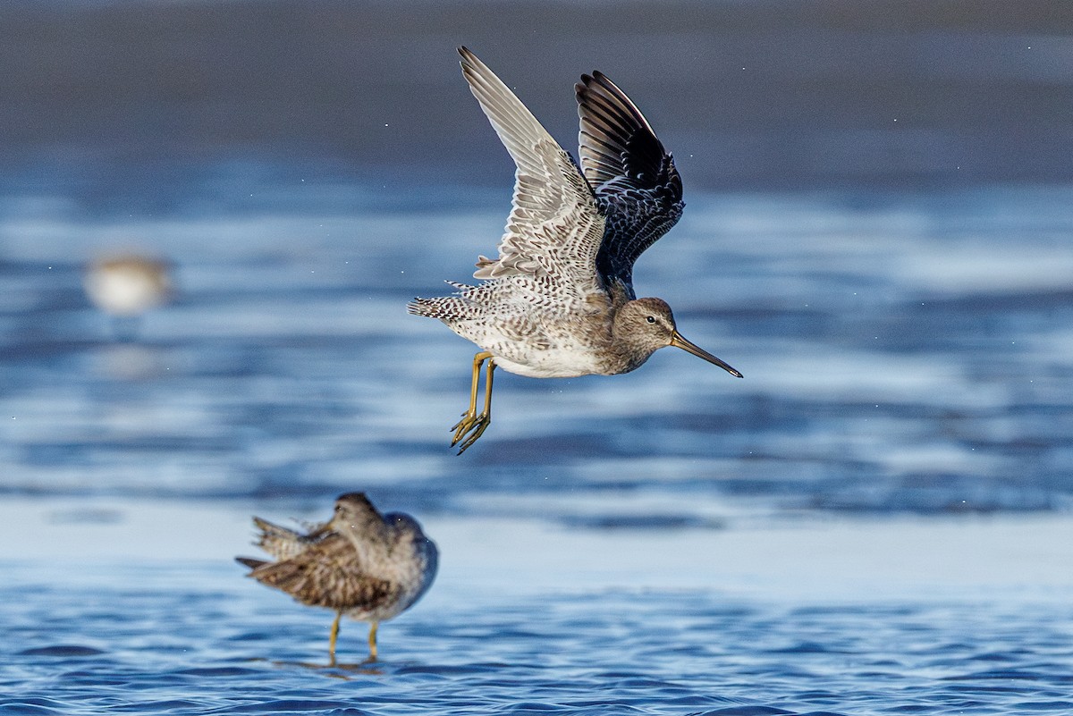 kortnebbekkasinsnipe/langnebbekkasinsnipe - ML642924490