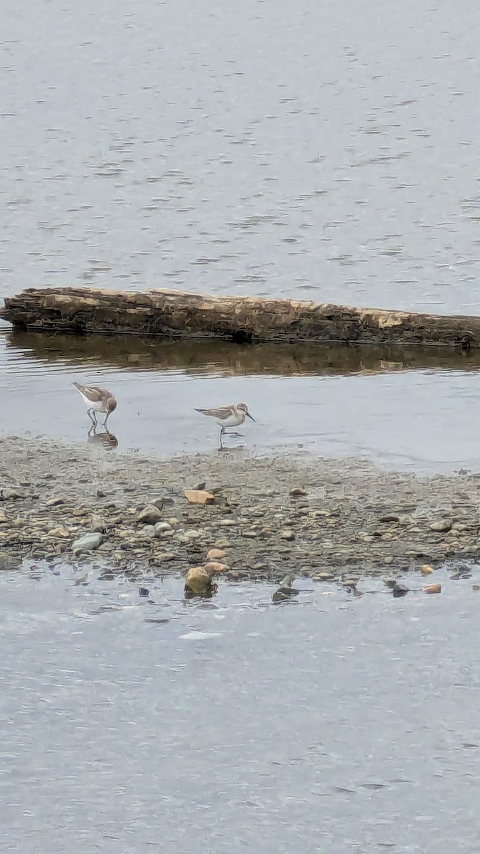 beringsnipe - ML642924504