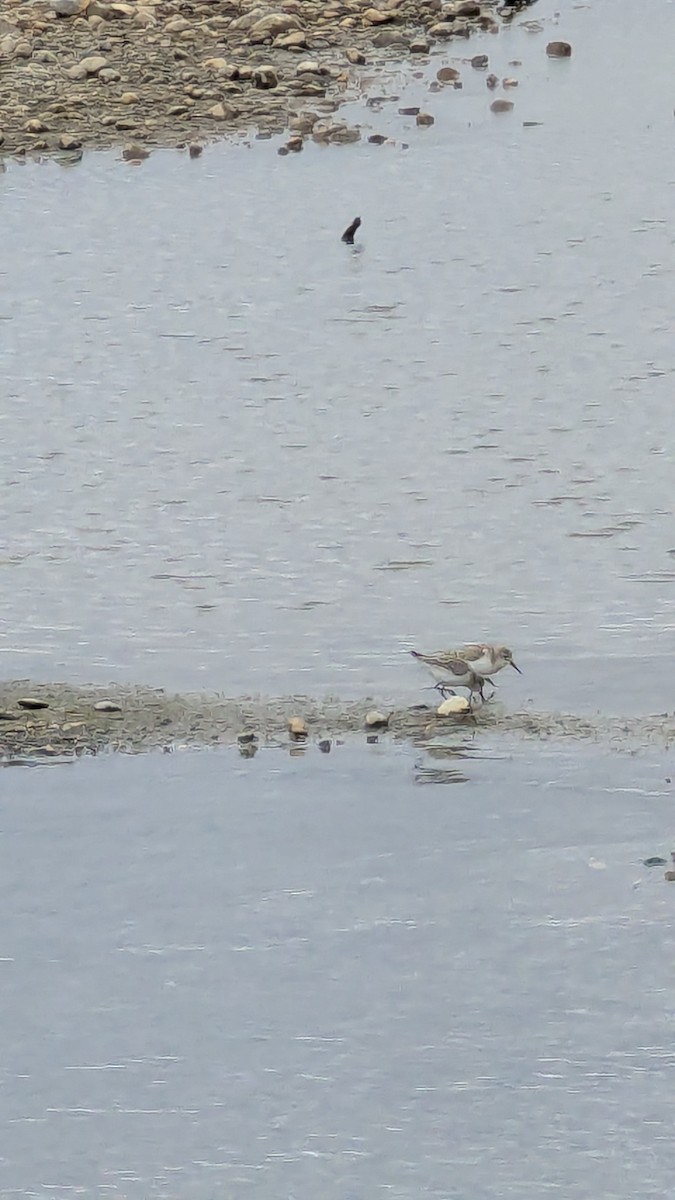 beringsnipe - ML642924505