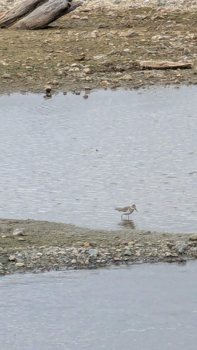 beringsnipe - ML642924506