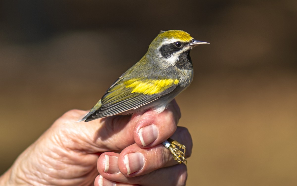 Golden-winged Warbler - ML642924528
