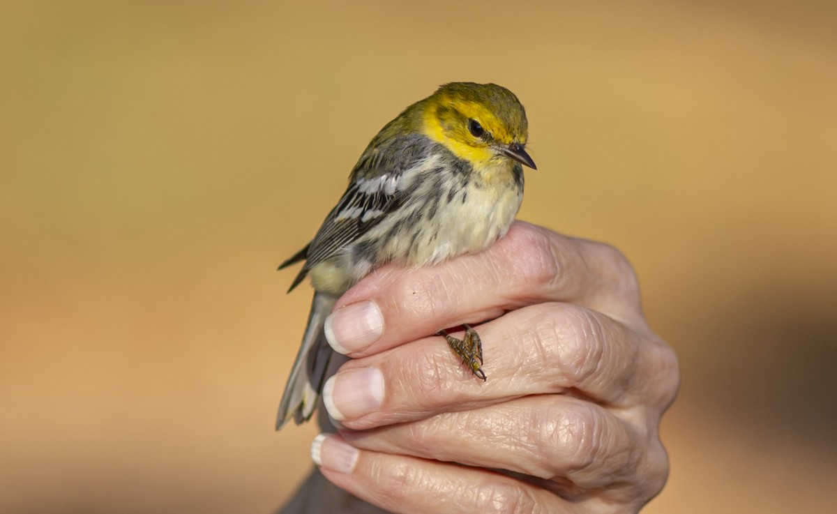 Black-throated Green Warbler - ML642924542