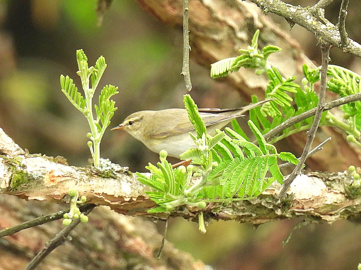 Willow Warbler - ML642924551