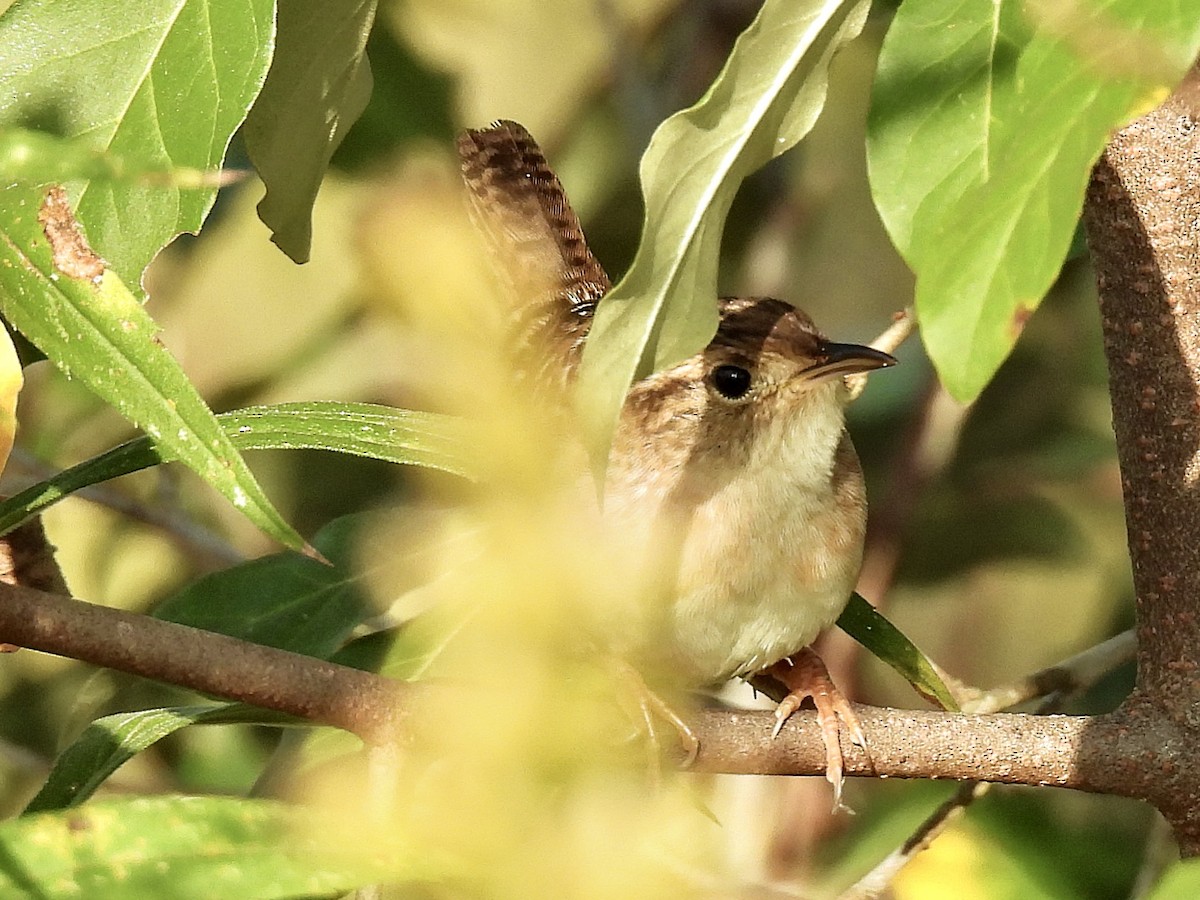 Sedge Wren - ML642924562