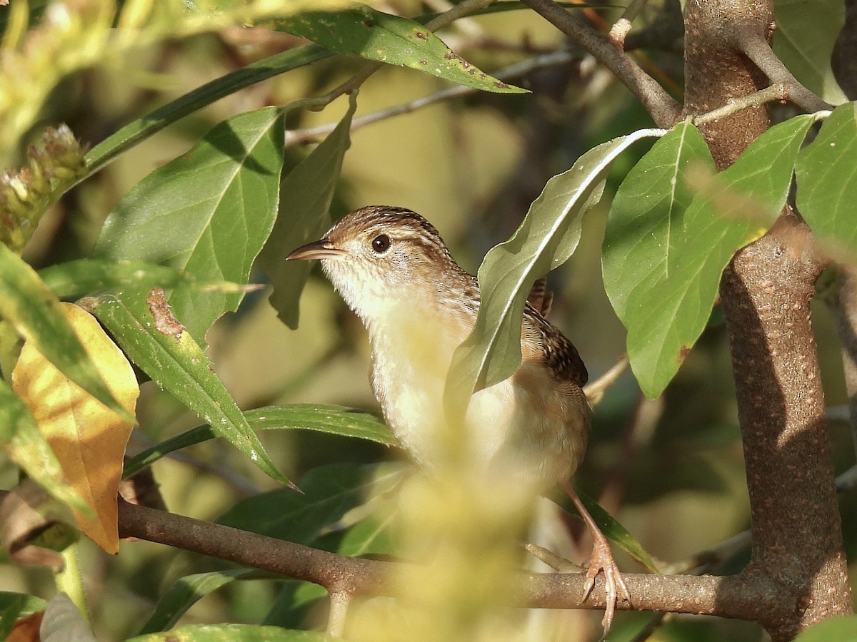 Sedge Wren - ML642924563