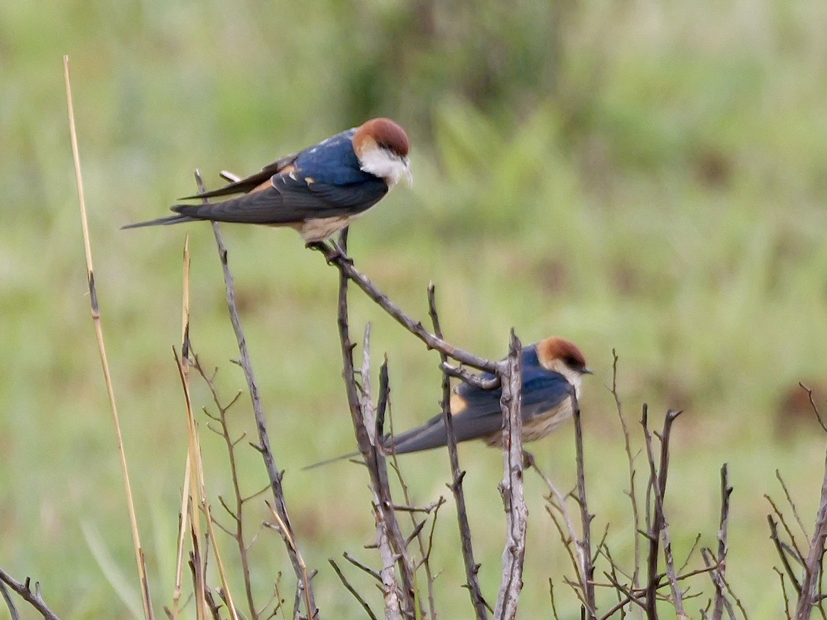 Greater Striped Swallow - ML642924569
