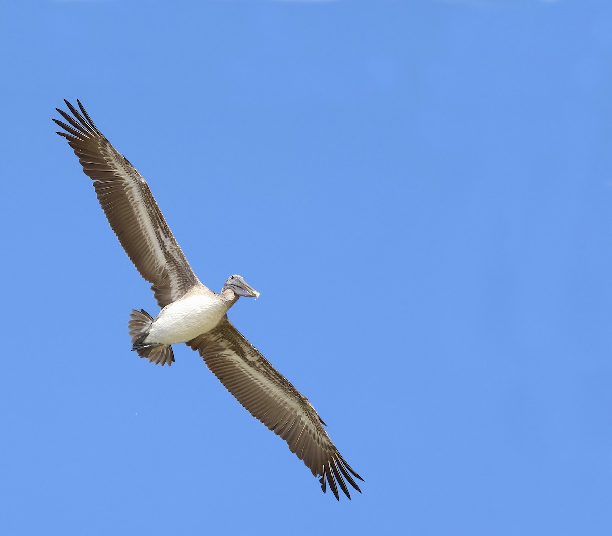 Brown Pelican - ML642924581