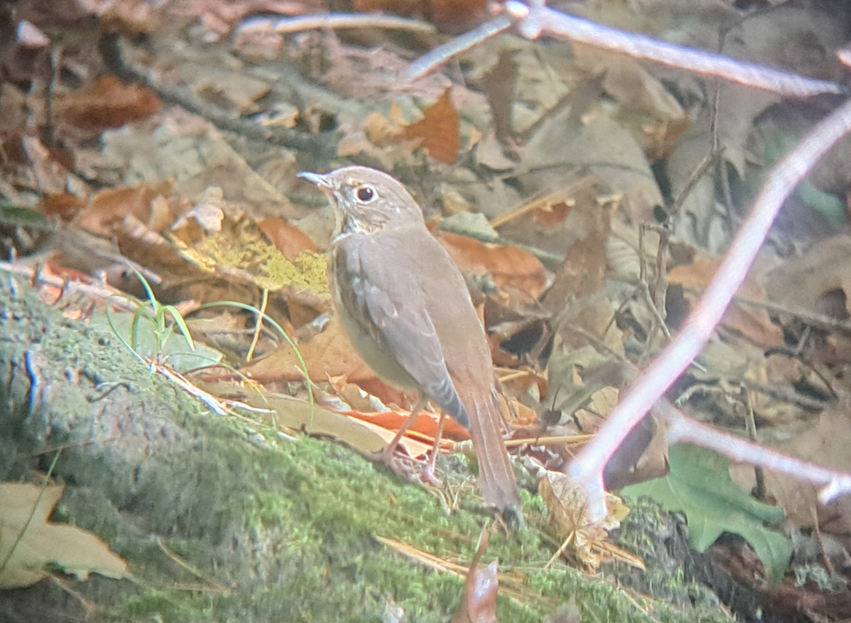 Hermit Thrush - ML642924583