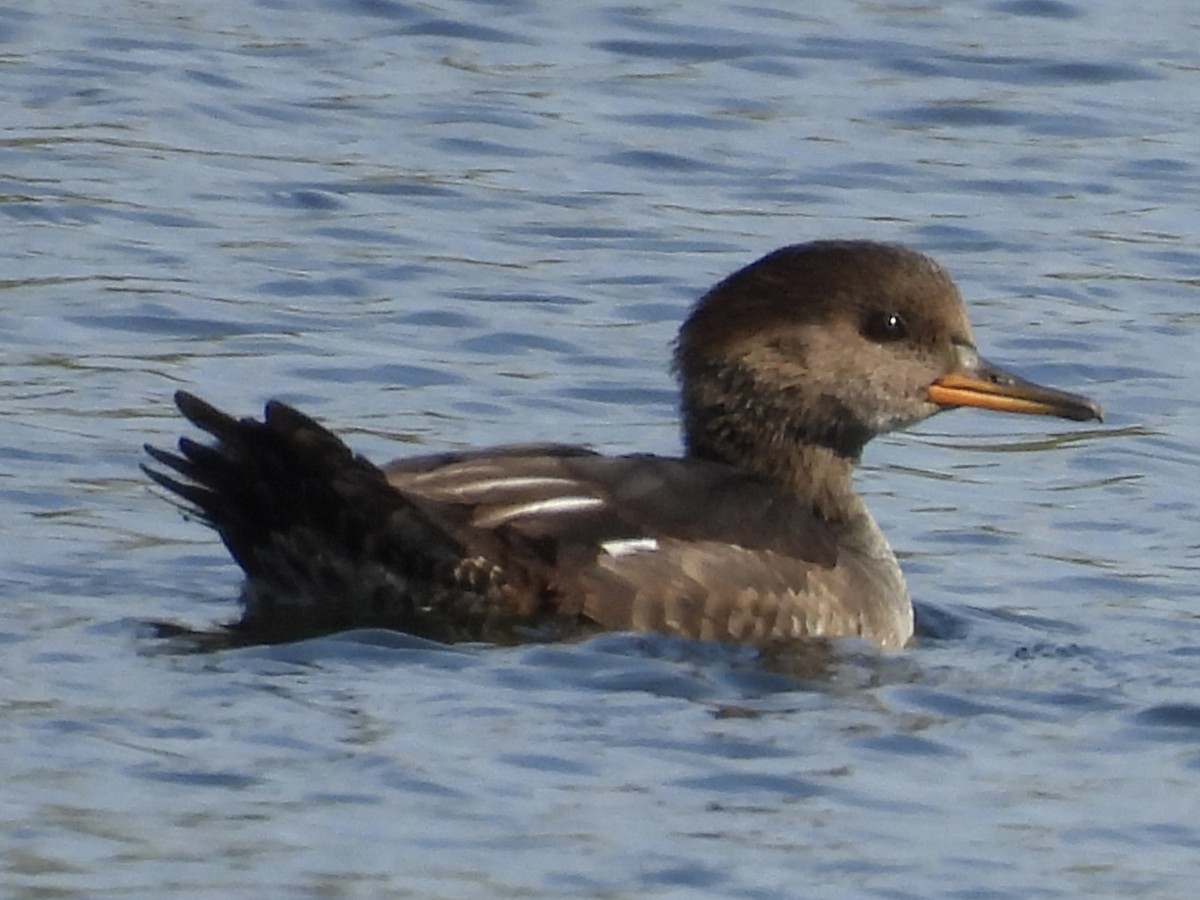 Hooded Merganser - ML642924637