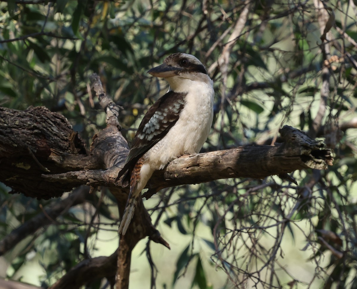 Laughing Kookaburra - ML642924645