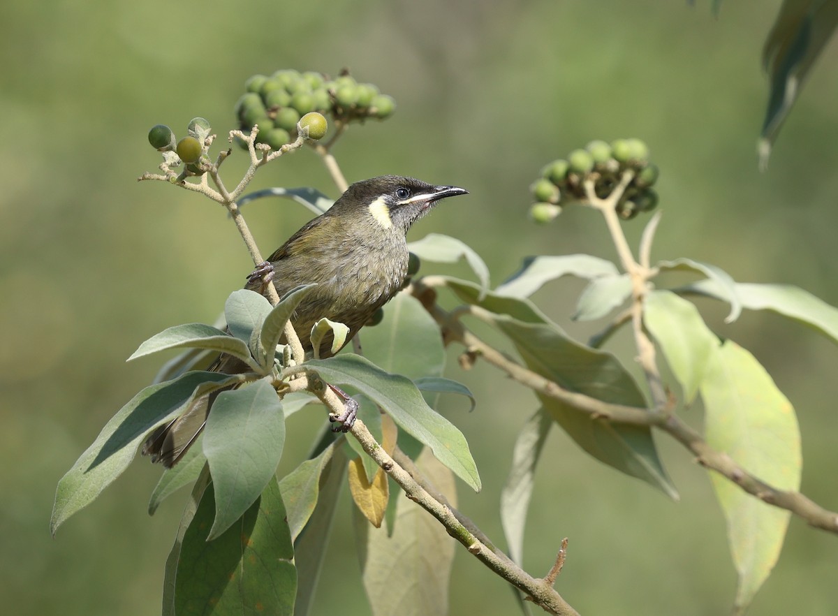 Lewin's Honeyeater - ML642924655