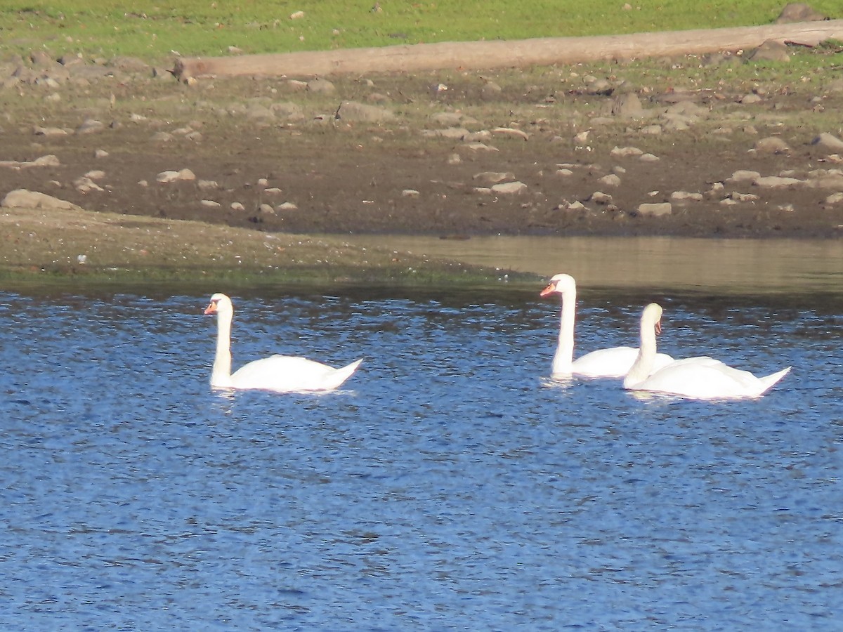 Mute Swan - ML642924658