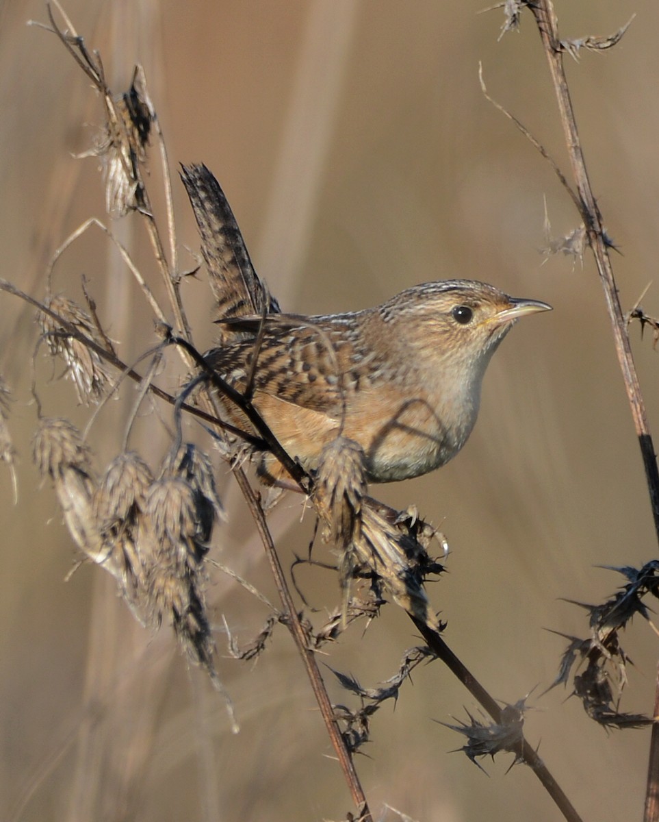 Sedge Wren - ML642924687