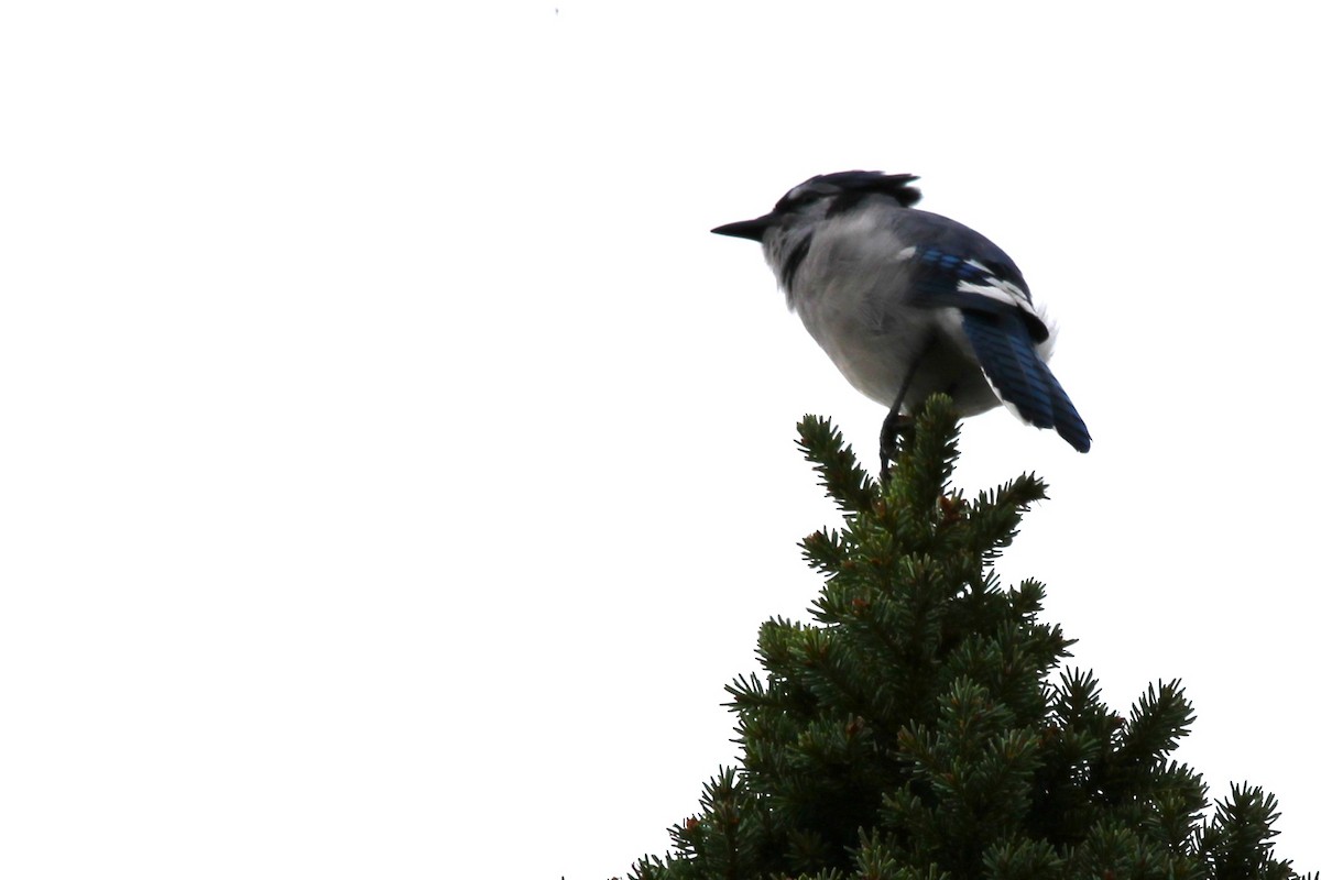 Blue Jay - ML642924690