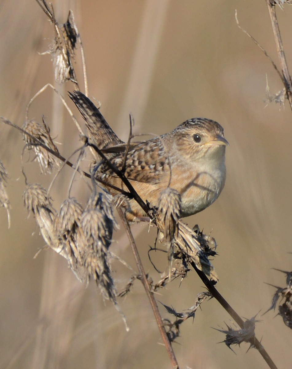 Sedge Wren - ML642924695