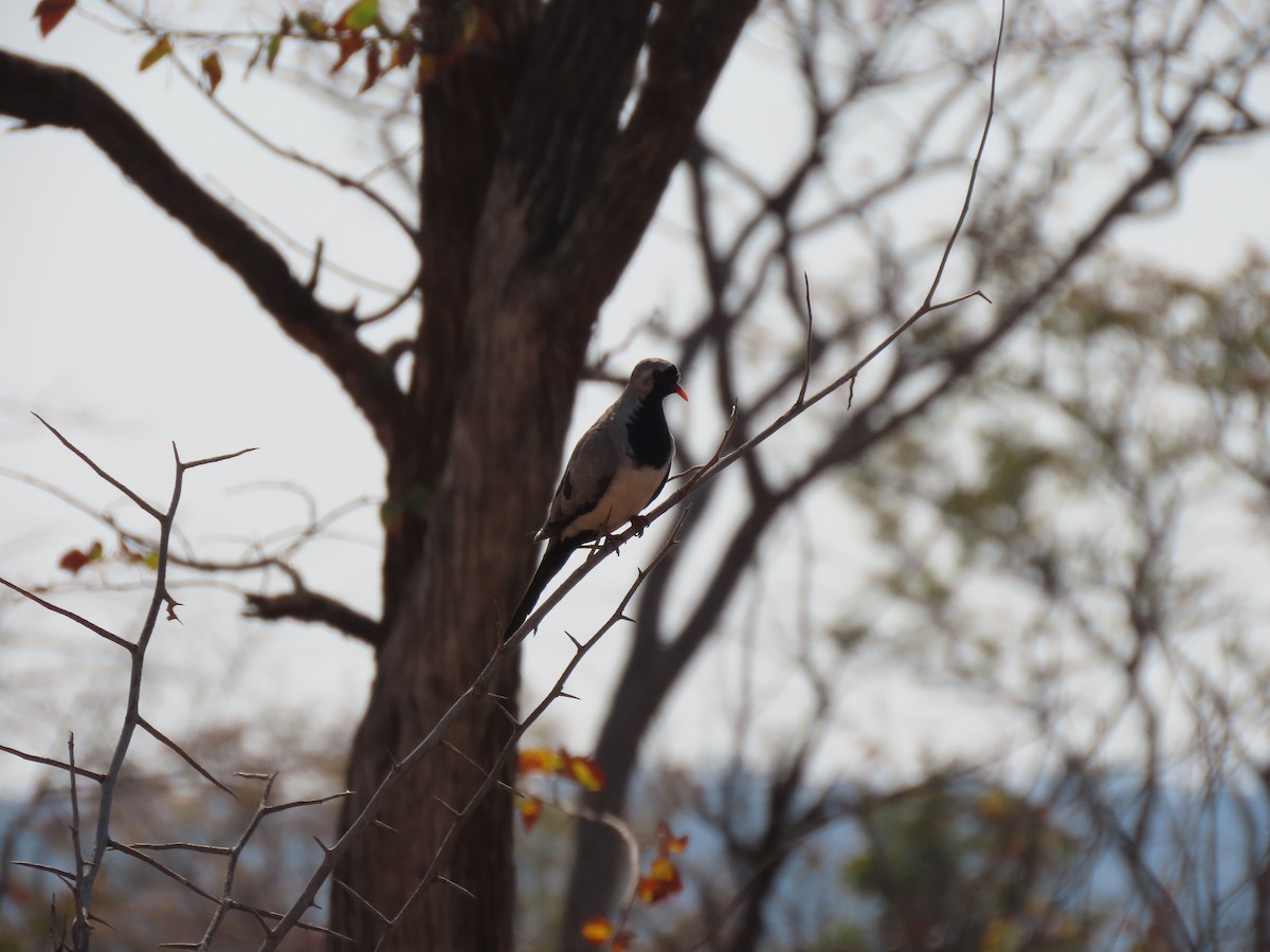 Namaqua Dove - ML642924728