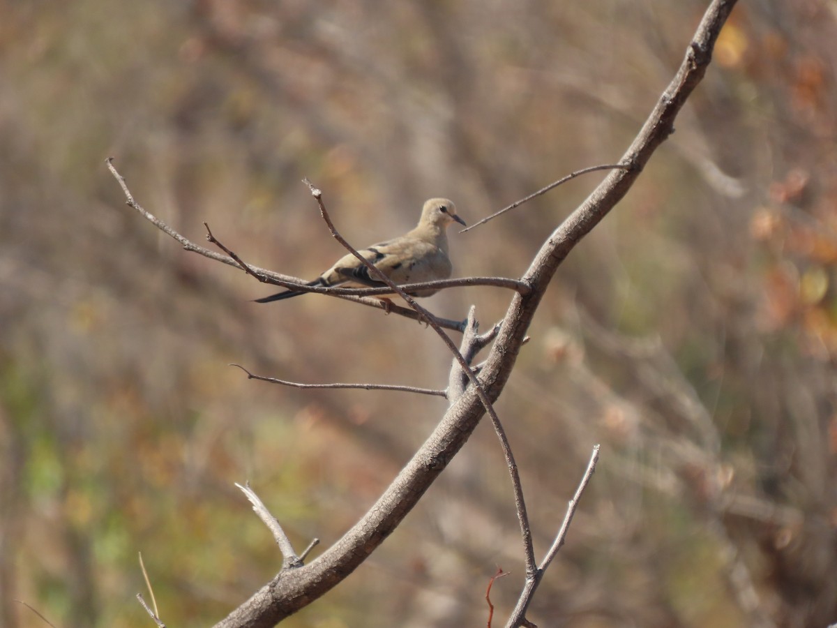 Namaqua Dove - ML642924729