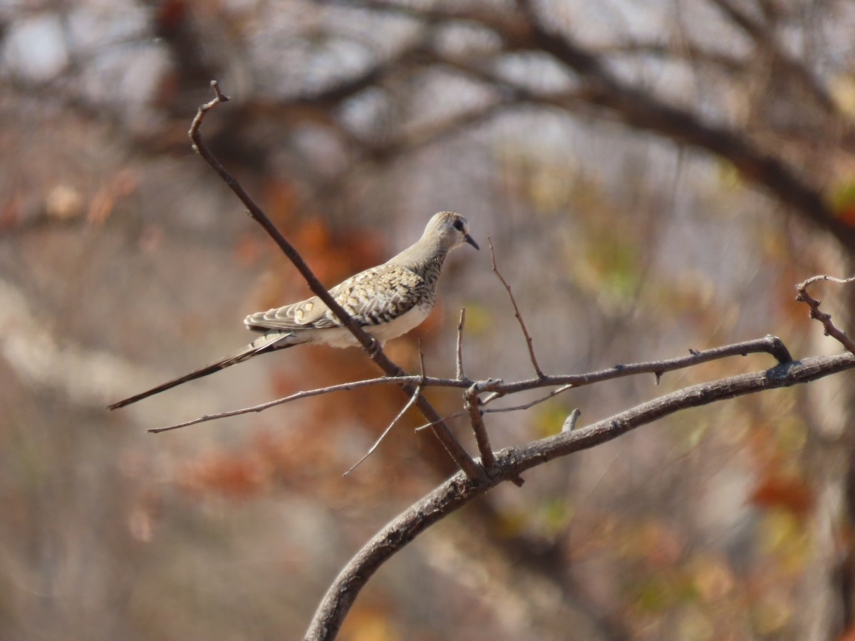 Namaqua Dove - ML642924730