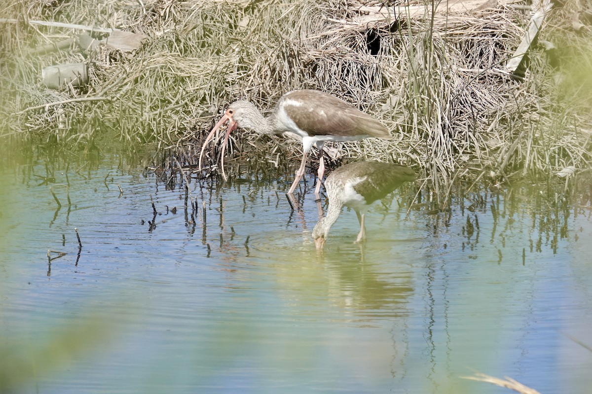 ibis bílý - ML642924760