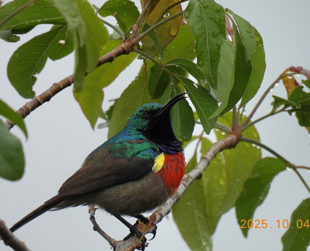 Greater Double-collared Sunbird - ML642924768