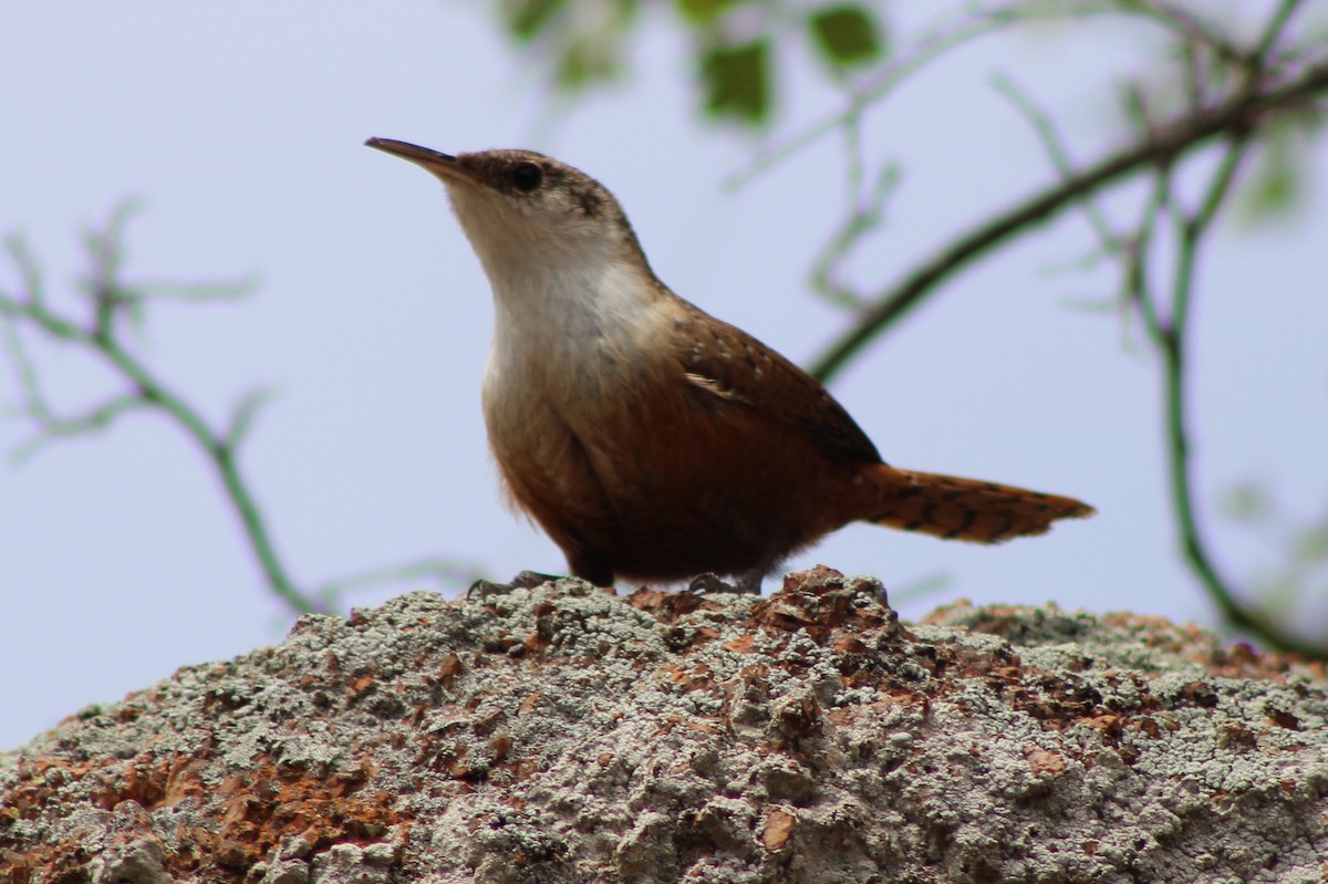 Canyon Wren - ML642924790