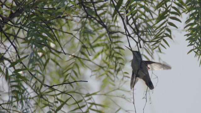 Colibri à gorge rubis - ML642924800