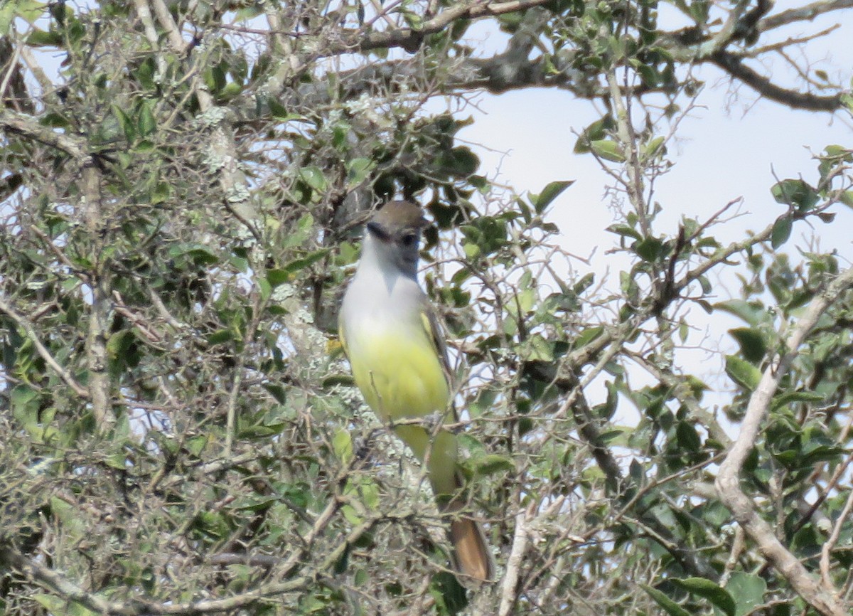 Ash-throated Flycatcher - ML642924807