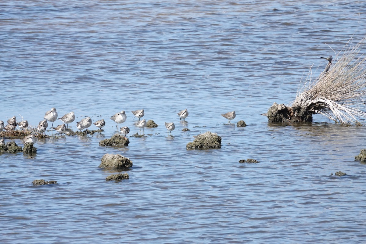 Willet - ML642924814