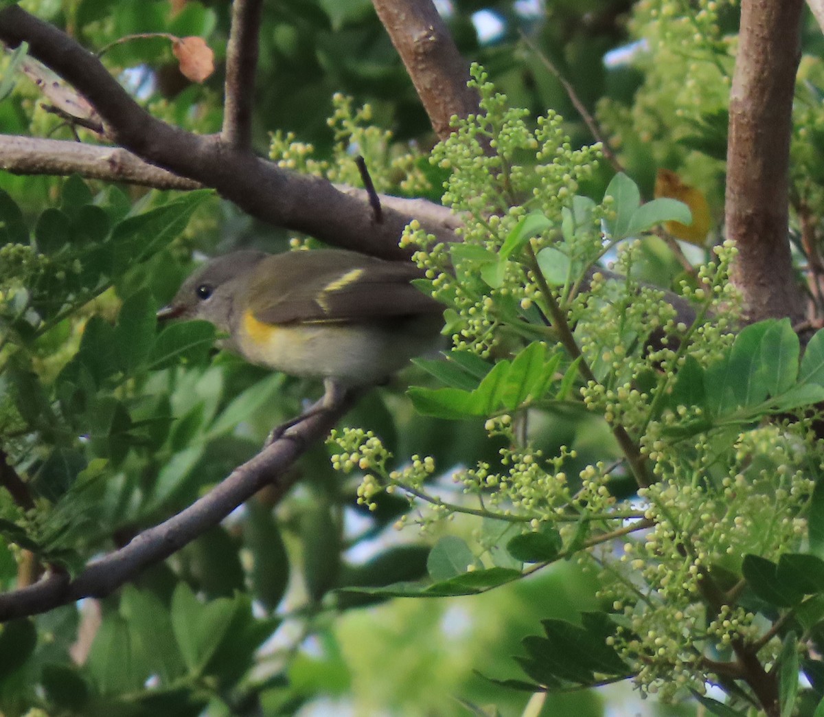 American Redstart - ML642924818