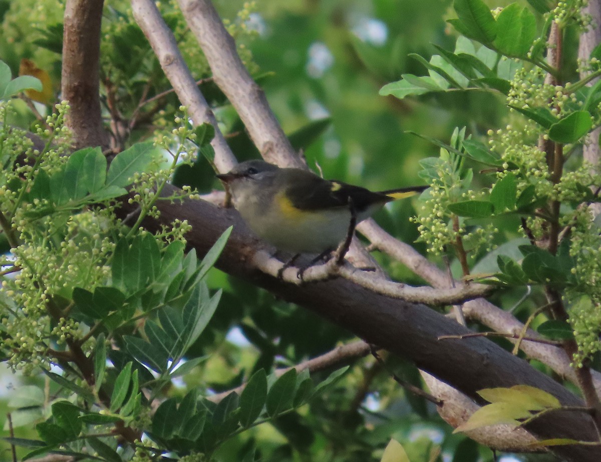 American Redstart - ML642924819