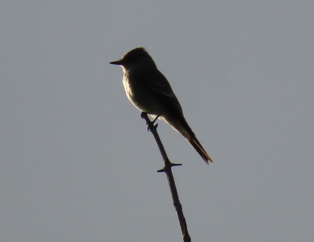 Western Wood-Pewee - ML642924825