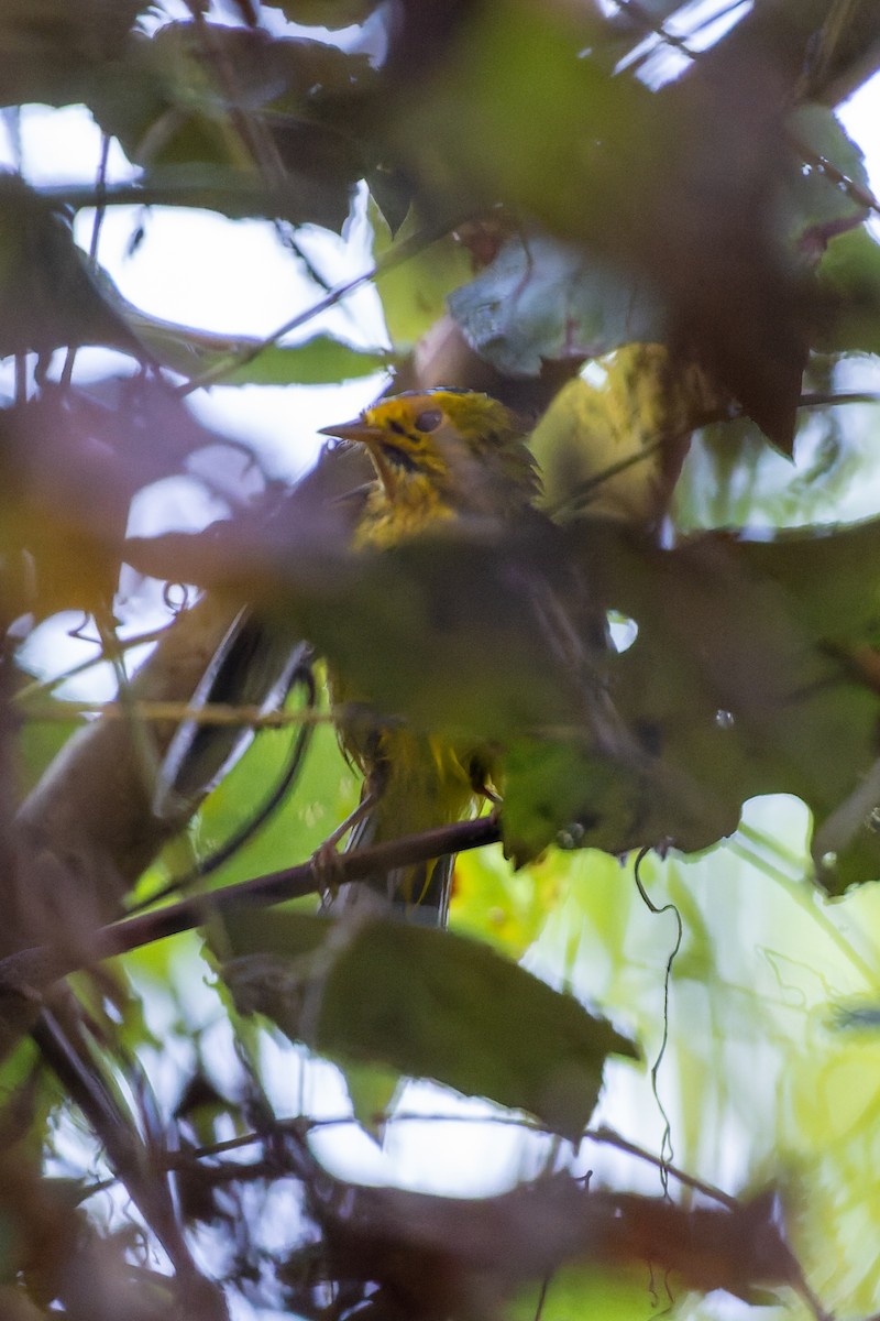 Wilson's Warbler - ML642924845