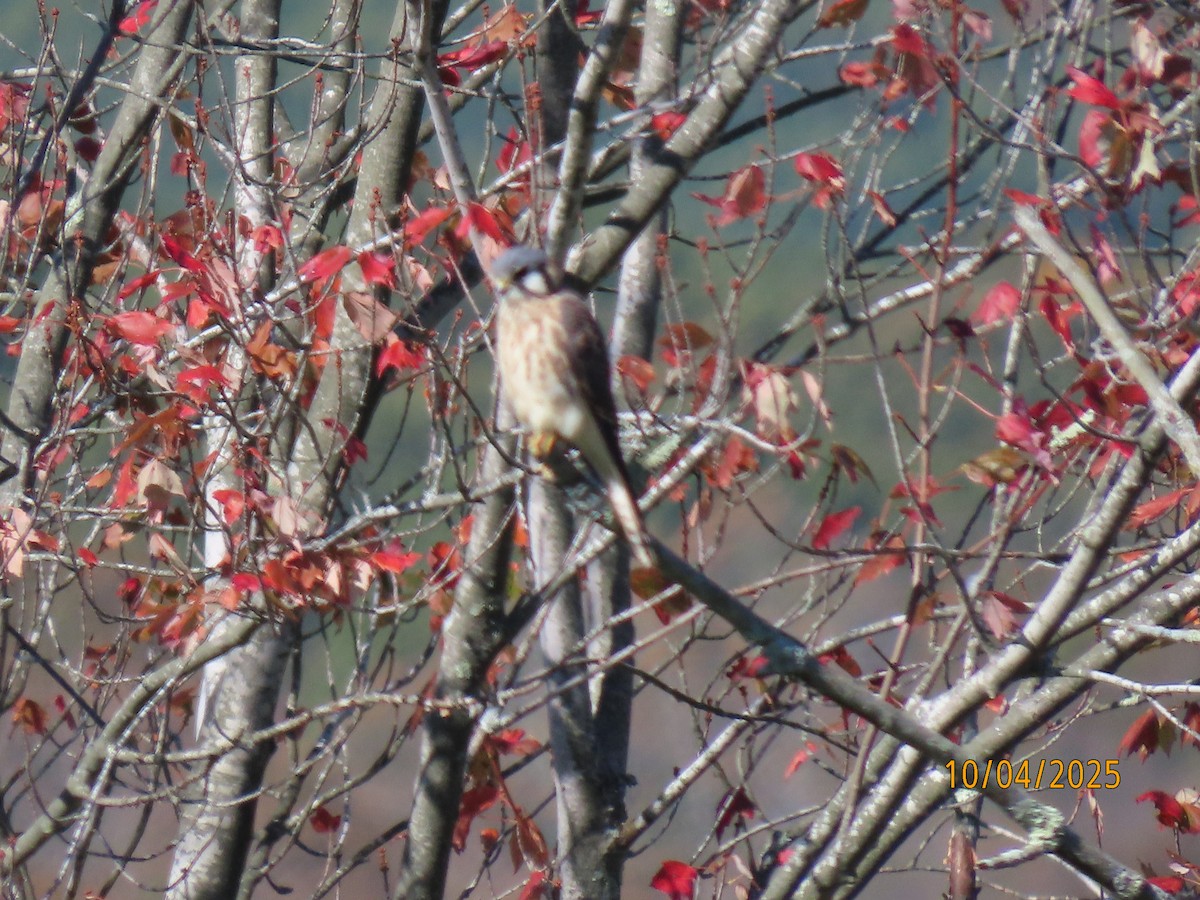American Kestrel - ML642924847