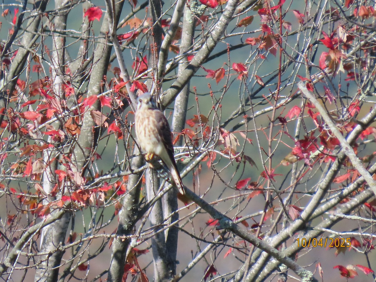 American Kestrel - ML642924848