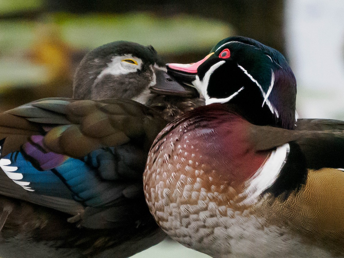 Wood Duck - ML642924854