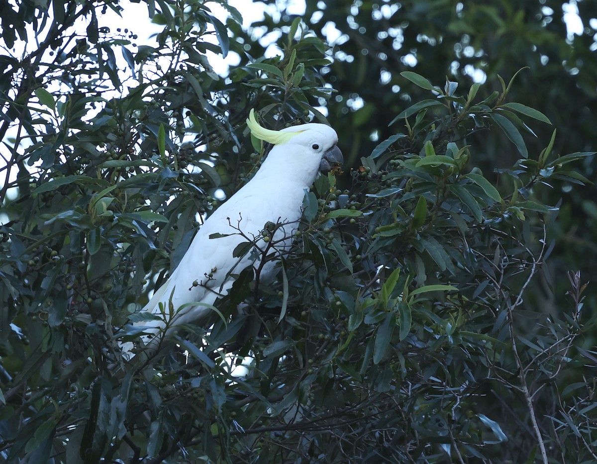 Sulphur-crested Cockatoo - ML642924856