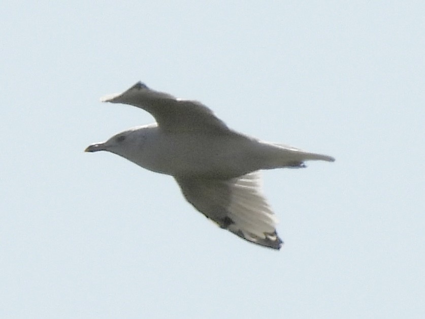 Ring-billed Gull - ML642924859